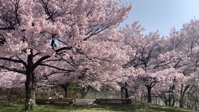 高遠城址公園